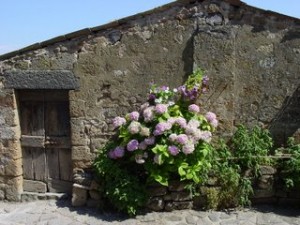 Flowers in village
