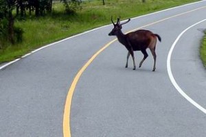 Kao Yai deer crossing road