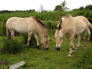 Horses Giethoorn