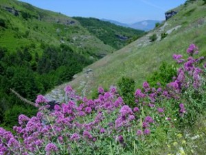Flowers landscape in Italy